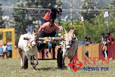 Participants in action during state-level bullock cart race in Chikkamagaluru on Sunday. -KPN 