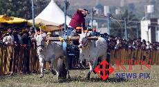 Participants in action during state-level bullock cart race in Chikkamagaluru on Sunday. -KPN 