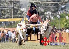 Participants in action during state-level bullock cart race in Chikkamagaluru on Sunday. -KPN 